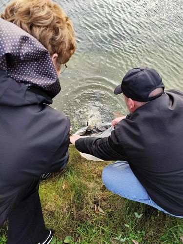 Zarybianie stawu w m. Rogienice