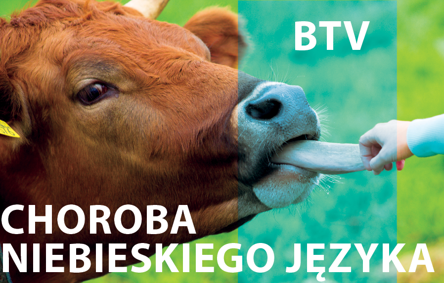 Komunikat Powiatowego Lekarza Weterynarii w Sierpcu w sprawie choroby niebieskiego języka